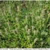 ph arion hostplant1 volg